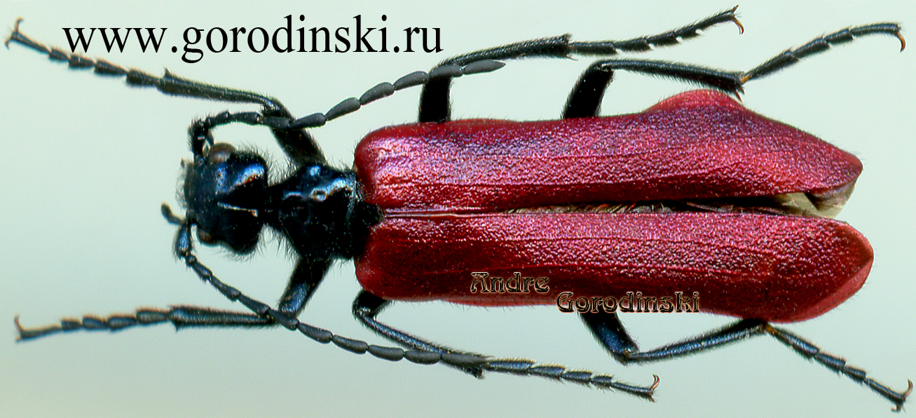 http://www.gorodinski.ru/meloidae/Lytta fissicollis.jpg